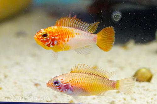 Apisto macmasteri Gold Red Shoulder