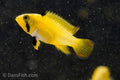 Apistogramma nijsseni 'Rio Ucayali'