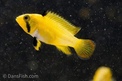 Apistogramma nijsseni 'Rio Ucayali'