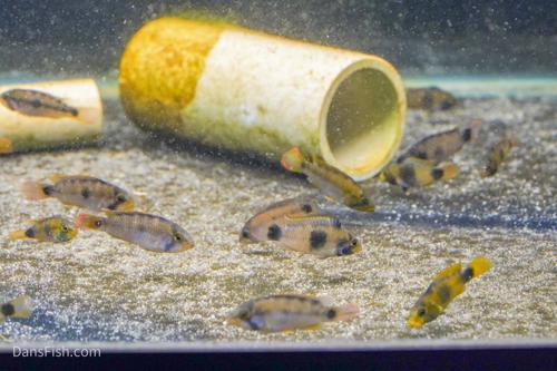 Apistogramma nijsseni Rio Tigre