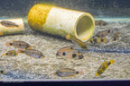 Apistogramma nijsseni Rio Tigre