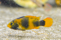 Apistogramma nijsseni Rio Tigre