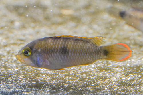 Apistogramma nijsseni Rio Tigre