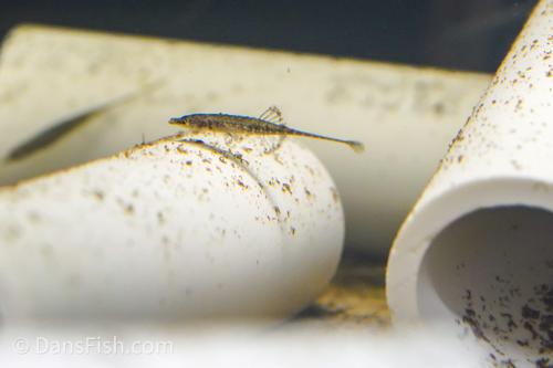 Toothpick Fish