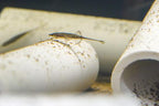 Toothpick Fish