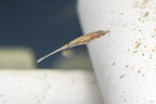 Toothpick Fish