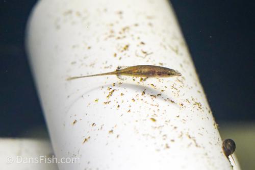 Toothpick Fish