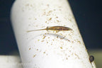 Toothpick Fish