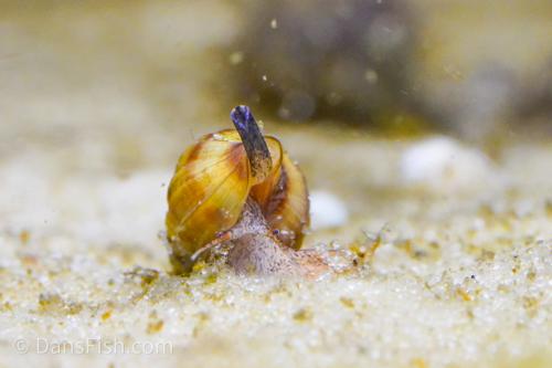 Assassin Snail, (3 pack)