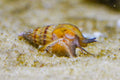 Assassin Snail, (3 pack)