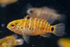 Badis badis