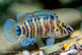 Badis badis