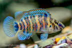 Badis badis