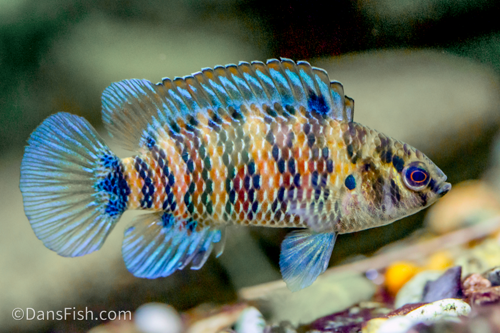 Badis badis