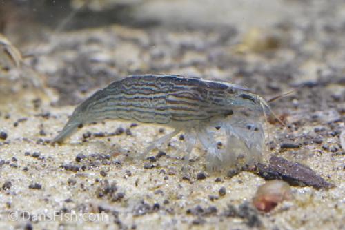 Bamboo Shrimp