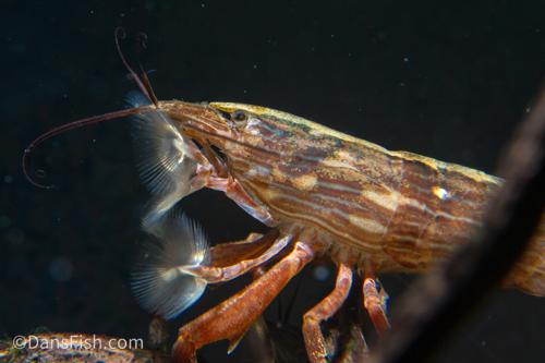Bamboo Shrimp