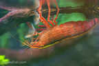 Bamboo Shrimp