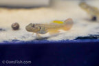 Bar Cheek Goby