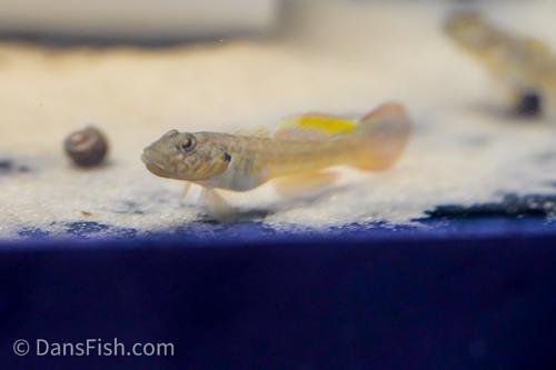 Bar Cheek Goby