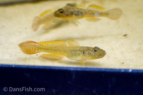 Bar Cheek Goby