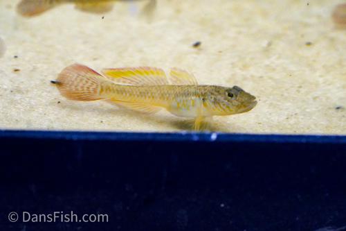 Bar Cheek Goby