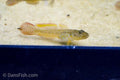 Bar Cheek Goby
