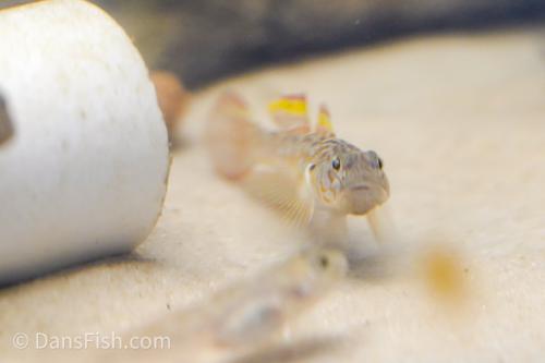 Bar Cheek Goby