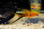 Berlin Lyretail Swordtail