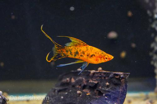 Berlin Lyretail Swordtail
