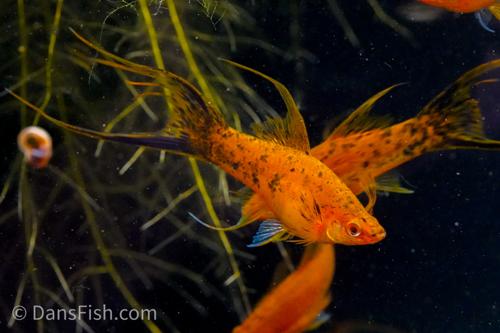 Berlin Lyretail Swordtail