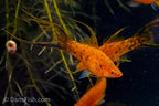 Berlin Lyretail Swordtail