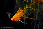 Berlin Lyretail Swordtail