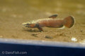 Betta albimarginata "Sebuku"