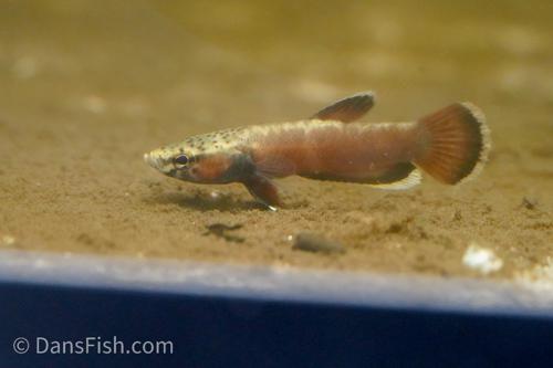 Betta albimarginata "Sebuku"