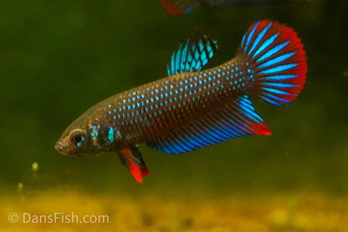 Crescent Betta