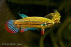 Crescent Betta