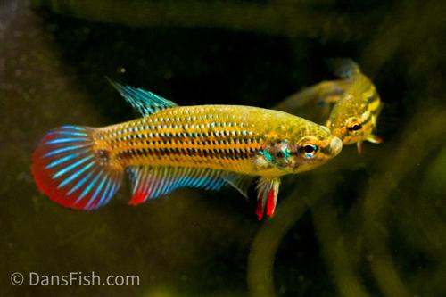 Crescent Betta