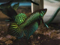 Betta mahachaensis