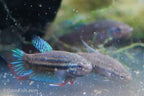 Betta siamorientalis