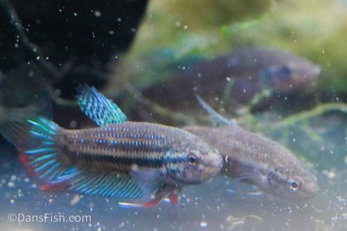 Betta siamorientalis