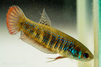 Betta siamorientalis