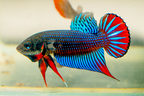 Betta siamorientalis