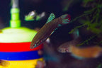 Betta siamorientalis