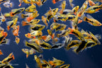Bird of Paradise Platy