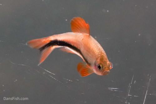 Black Arrow Kerri Tetra