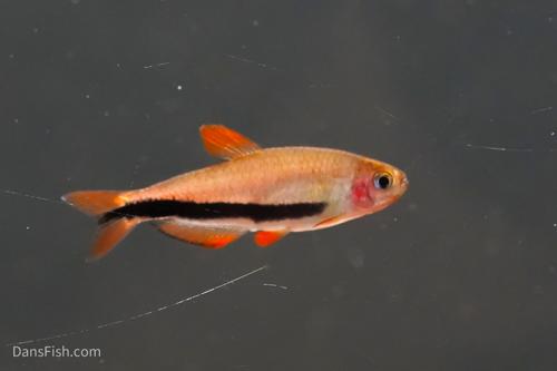 Black Arrow Kerri Tetra