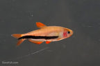 Black Arrow Kerri Tetra