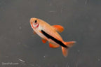 Black Arrow Kerri Tetra