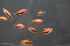Black Arrow Kerri Tetra