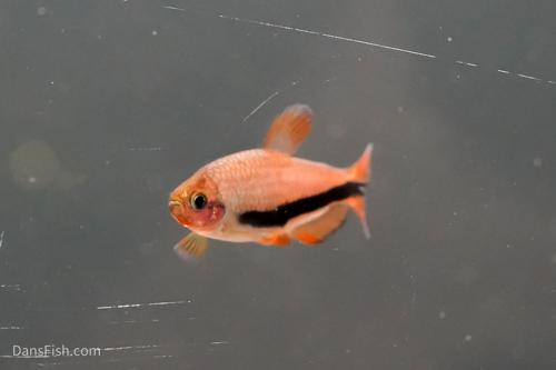 Black Arrow Kerri Tetra